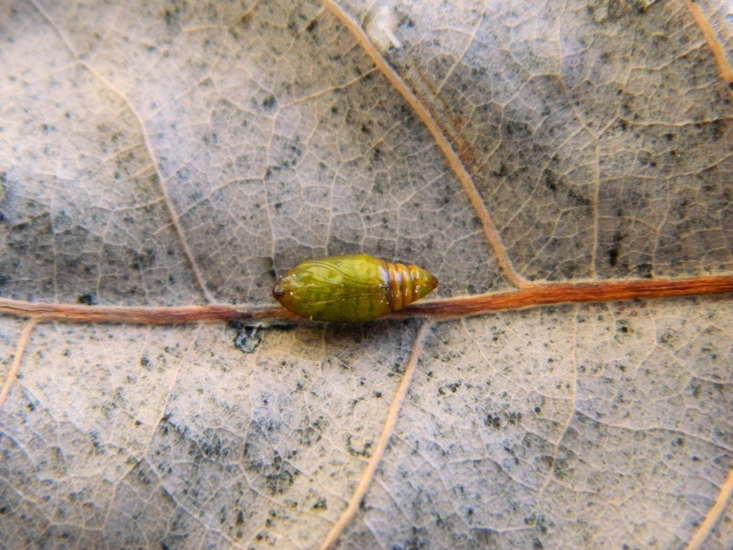 Acontia (Emmelia) trabealis - Ciclo vitale - Viadana (MN)